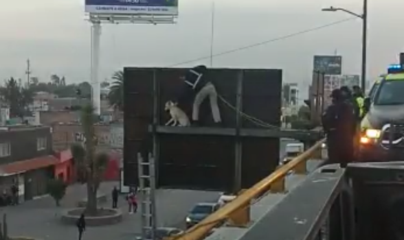 Rescatan a perro que subió a señal de tránsito en San Luis Potosí