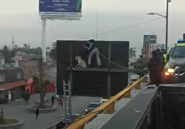 Rescatan a perro que subió a señal de tránsito en San Luis Potosí