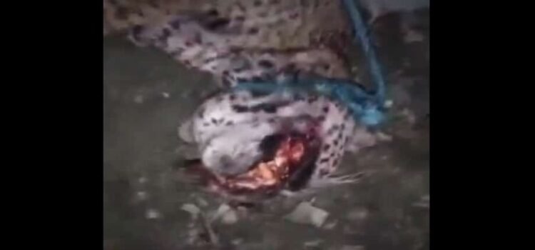 Un hombre mata a un jaguar en San Luis Potosí por meterse con su ganado