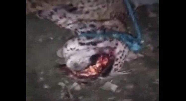 Un hombre mata a un jaguar en San Luis Potosí por meterse con su ganado