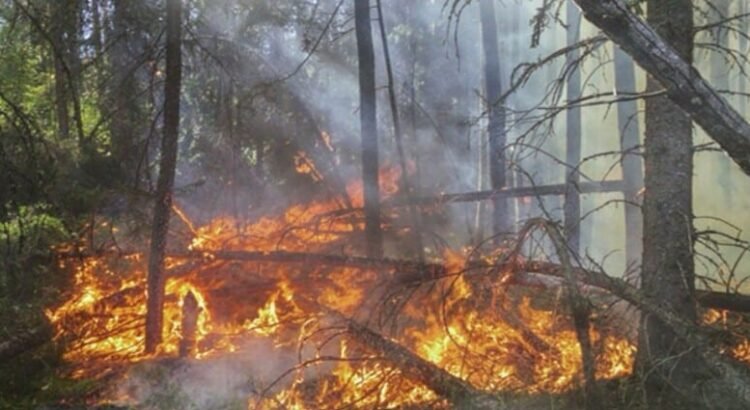 En San Luis Potosí siguen activos 8 incendios forestales