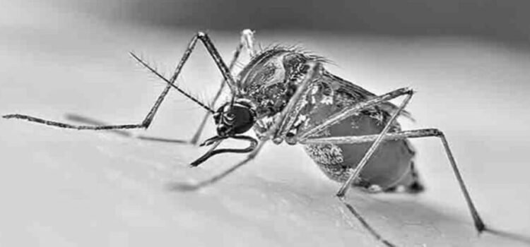 Disminuye el 21% de los casos de dengue en el estado se San Luis Potosí