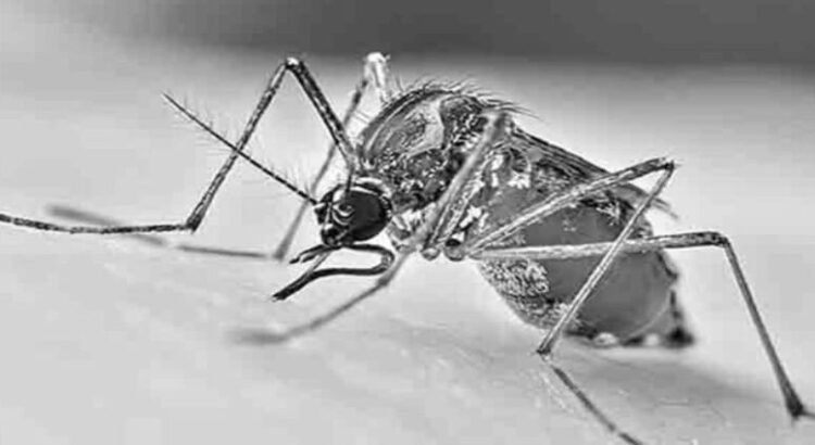 Disminuye el 21% de los casos de dengue en el estado se San Luis Potosí