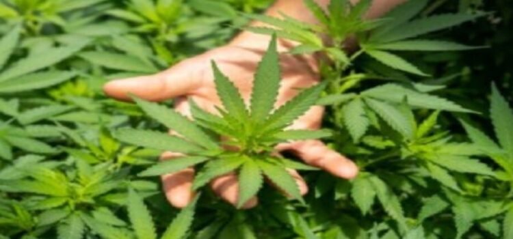 Se detectan unos cultivos de droga en la ciudad de San Luis Potosí