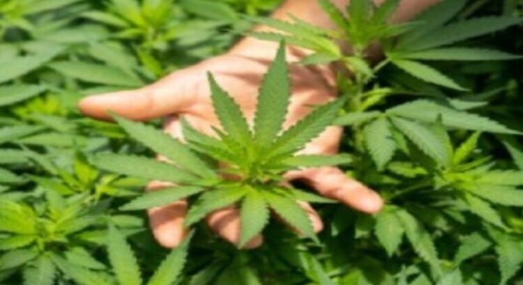 Se detectan unos cultivos de droga en la ciudad de San Luis Potosí