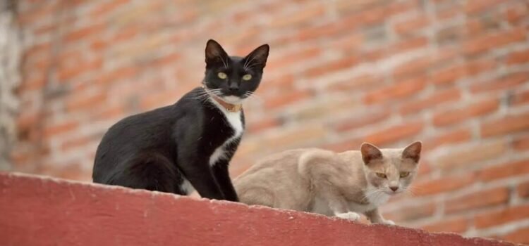 Se tendrá esterilización gratuita de mascotas un día por semana en el CIBA