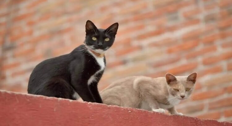 Se tendrá esterilización gratuita de mascotas un día por semana en el CIBA