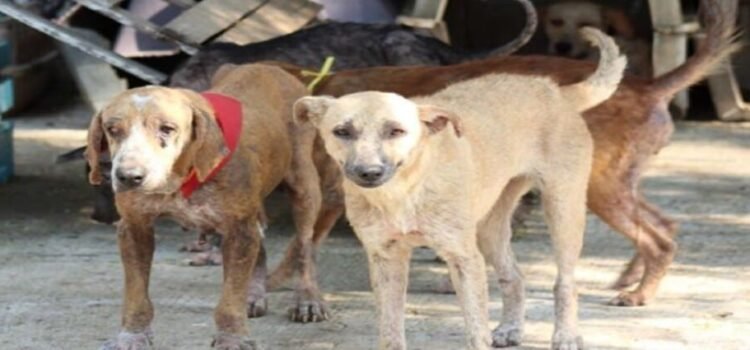 Se denuncian envenenamiento masivo de 45 perros en el estado de San Luis Potosí