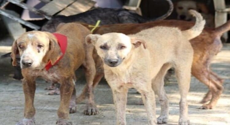 Se denuncian envenenamiento masivo de 45 perros en el estado de San Luis Potosí