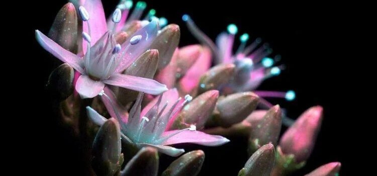 Plantas de Avatar: científicos crean suculentas que brillan en la oscuridad Plantas de Avatar: científicos crean suculentas que brillan en la oscuridad