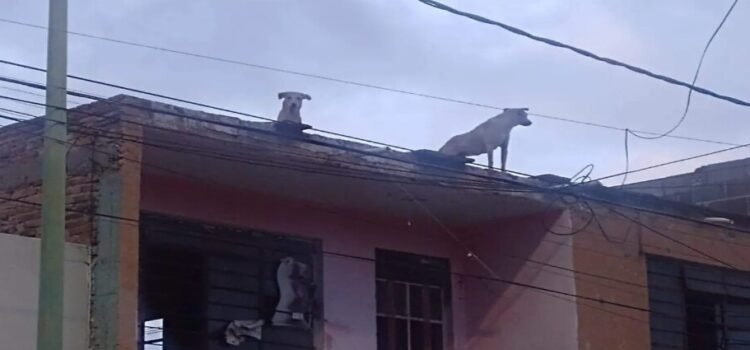 Se solicita el rescate de al menos 3 perritos encerrados en un domicilio de San Luis Potosí
