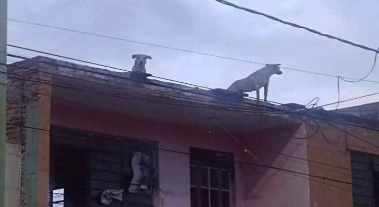 Se solicita el rescate de al menos 3 perritos encerrados en un domicilio de San Luis Potosí