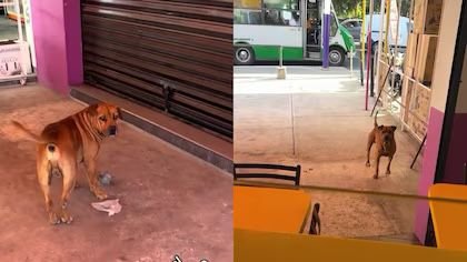 Perro conmueve en redes al “comprar” hamburguesas con piedras en México Perro conmueve en redes al “comprar” hamburguesas con piedras en México