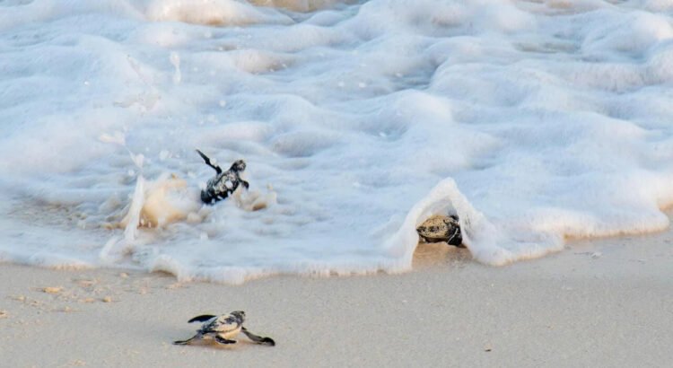 Concluye la temporada de liberación de tortugas marinas 2025 en Cozumel