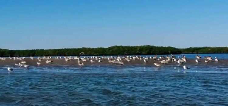 Inicia temporada alta de avistamiento de aves en La Paz Inicia temporada alta de avistamiento de aves en La Paz