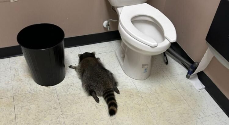 Mapache provoca caos en licorería de Virginia y termina inconsciente tras beber whisky Mapache provoca caos en licorería de Virginia y termina inconsciente tras beber whisky