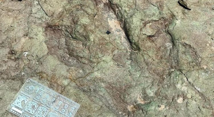 Huellas con 120 millones de años revelan presencia de dinosaurios en Tehuacán-Cuicatlán