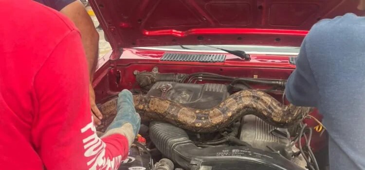 Bomberos auxilian a mujer que traía una boa en el motor de su auto Bomberos auxilian a mujer que traía una boa en el motor de su auto