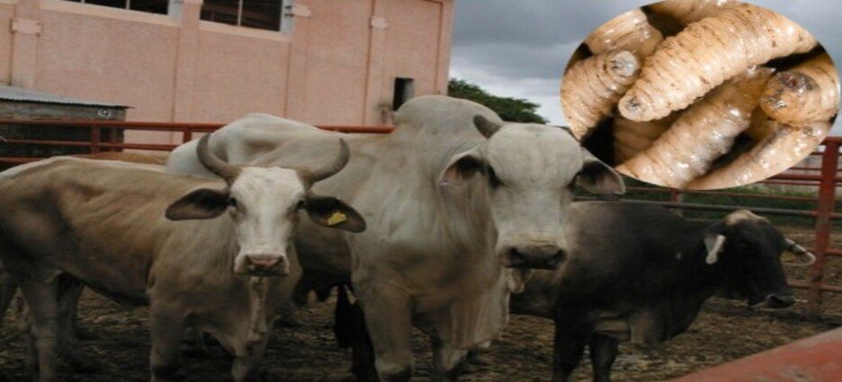 El estado de Tamaulipas motiva a San Luis Potosí y Veracruz a hacer algo más contra gusano